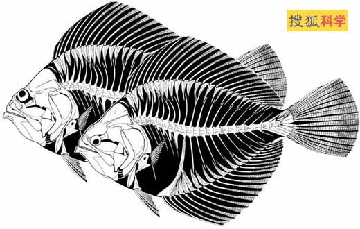 欧洲发现怪鱼化石一只眼睛在头顶上(图)