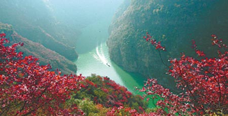 美丽的巫山红叶 宋开平 向耀清 供图图片