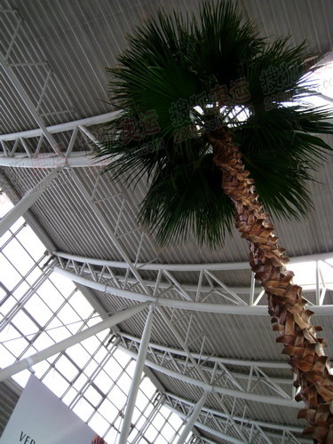 沈阳桃仙国际机场大厅里的景观植物