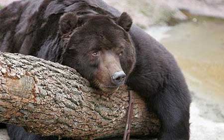 俄罗斯30只棕熊吃掉两人 地质队数百人被困(图