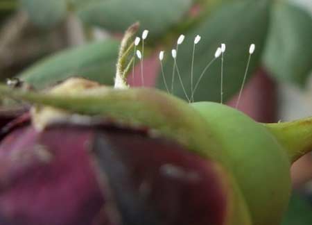 河南周口发现优昙婆罗花 传说3000年一开(组图)