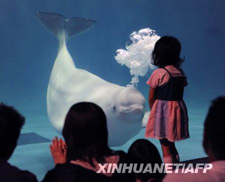日本滨田水族馆白鲸会吐泡泡圈(组图)