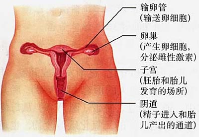 女人阴道是什么样子的？详解女人外内生殖器