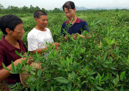 江西鄱阳推广中药材种植(图)