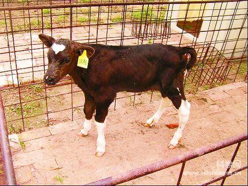 我国第一头转抗体基因奶牛在北京诞生