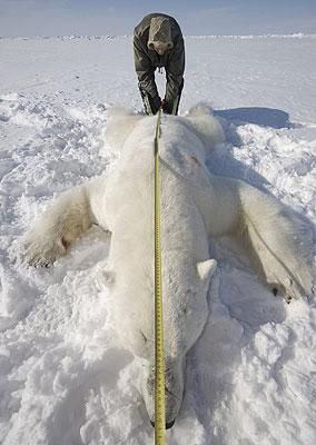 北极熊接受体检量身高测体重 憨态可掬(图)