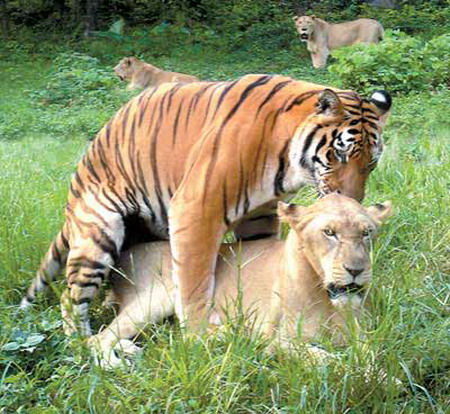 老虎與獅子