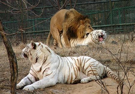 狮子与老虎