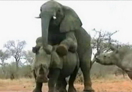 大象与犀牛
