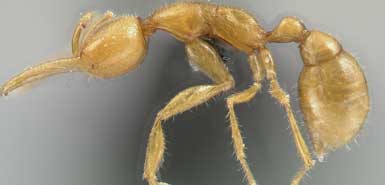 科学家发现奇特的火星蚂蚁(图)