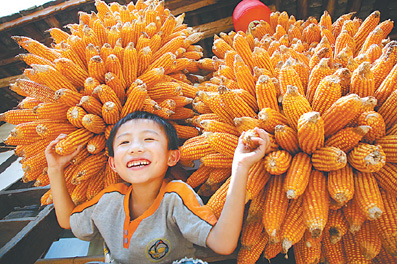 季节,贵阳市开阳县禾丰乡田间地头处处是稻穗飘香和玉米丰收的景象
