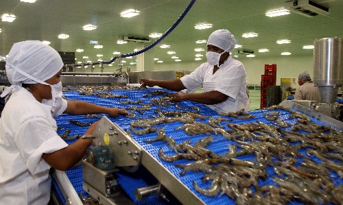 中美洲最大的养虾厂在尼加拉瓜开业
