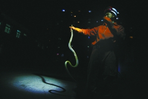 北京一酒店内发现2米长蛇 全身呈麻褐色(图)