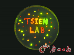 多种颜色荧光的大肠杆菌组成的“钱氏实验室”字样。