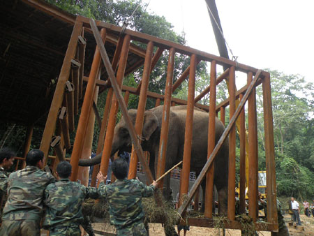 戒毒象安全抵达野象谷开始新生活(组图)