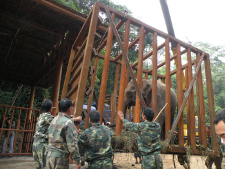 戒毒象安全抵达野象谷开始新生活(组图)