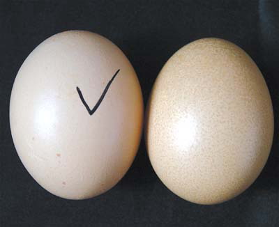 论坛:教你如何辨别假鸡蛋(组图)