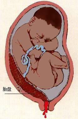 图解:胎盘的生命历程