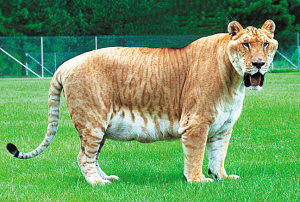 美国狮虎兽击死饲养员(图)