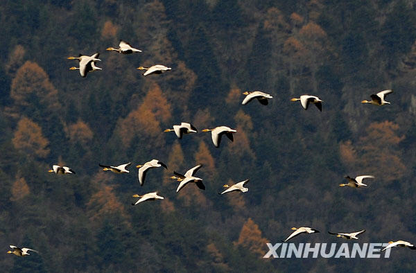云南香格里拉纳帕海成候鸟越冬乐园(组图)