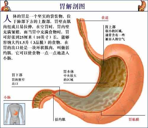 人体胃部解剖图