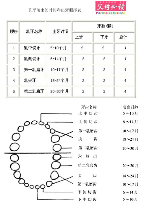 乳牙萌出的时间与顺序表(转载sohu)