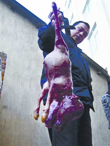 家屠宰厂宰杀一头母牛时,发现牛肚里竟怀有一个长有两个脑袋的牛胎儿