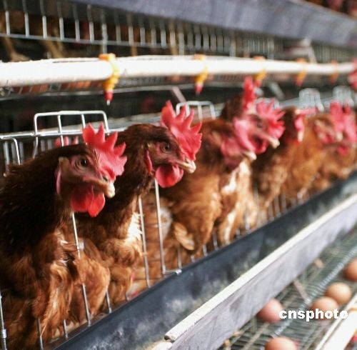 农业部:江苏海安县东台市并未发生禽流感疫情