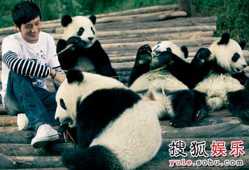 黄晓明和大熊猫们的亲密接触