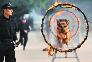 产自比利时的马里努阿犬作钻火圈表演.信息时报记者 郑启文 摄