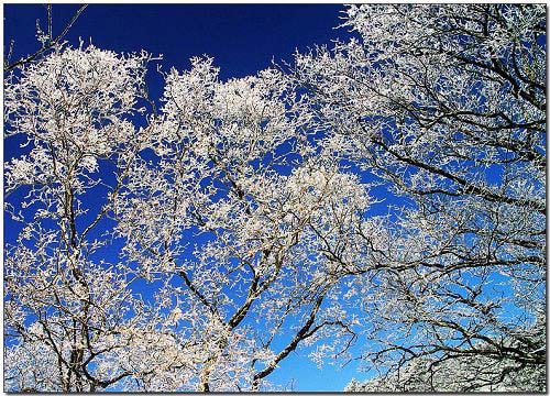 春节赏雪 梦幻黄山二日游行程攻略(图)