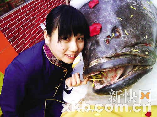 珠海一餐厅大石斑鱼600多斤将用于火锅(图)