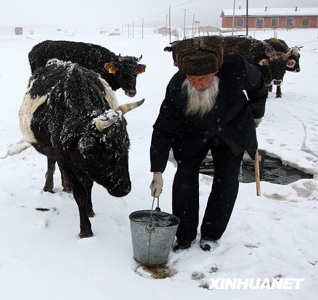 2月11日,一位哈密牧民在雪中饮牛.新华社发(朱正华 摄)