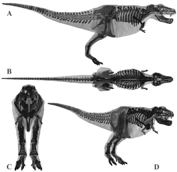 科学频道 历史·考古    阿托卡高棘龙(acrocanthosaurus atokensis )