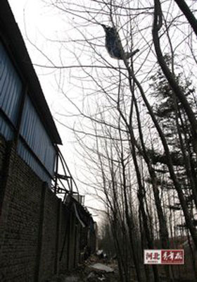 厂房的钢构瓦楞板飞到了树上