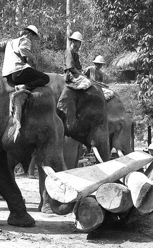 金三角，大象表演搬运木料