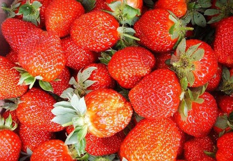 草莓采摘动态昌平的草莓主题公园(图)