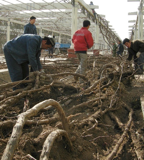 组图:新疆吐鲁番葡萄藤上架迎春