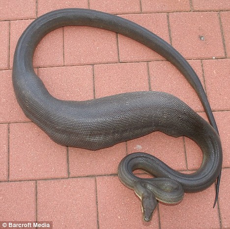 澳大利亚一条3米长巨蛇活吞一条宠物狗(图)-搜