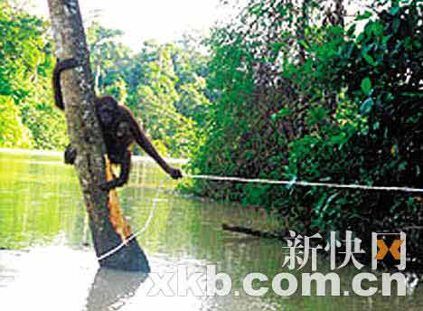 马来西亚大猩猩不顾危险洪水中救幼子(图)