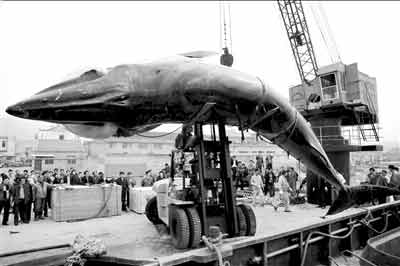 图为渔民用起重机将鲸鱼吊起。《钱江晚报》供图