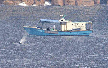 座头鲸在香港水域逗留一周 暂没有出现健康问