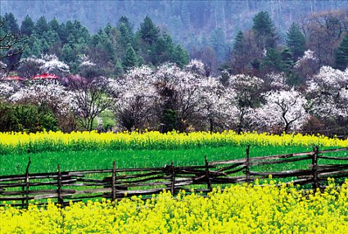 西藏林芝三月桃花狂(组图)-搜狐旅游