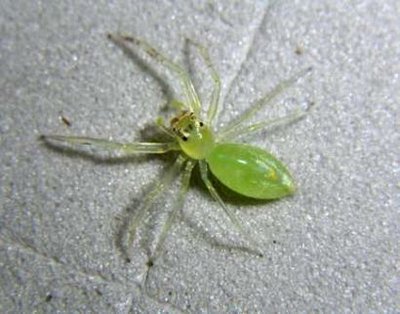 科学家在巴新发现未知物种 包括罕见绿蜘蛛