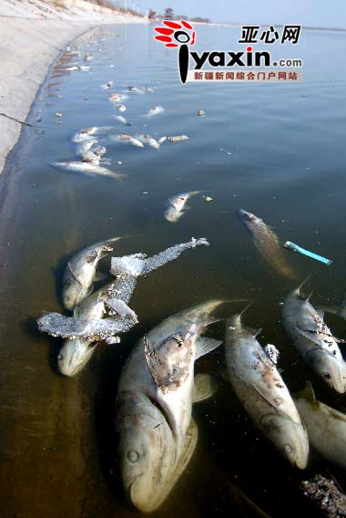 新疆猛进水库被污染 大量死鱼浮现恶臭弥漫(图)