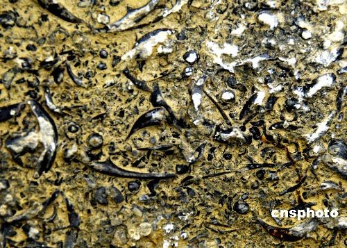 山东枣庄发现长500米古生物三叶虫化石分布带