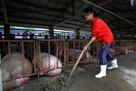 广西女大学生回乡当猪倌 养猪3000多头