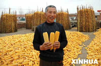 东北玉米 再丰收该怎么办?