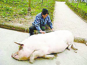 这一年,猪坚强体重已近400斤.
