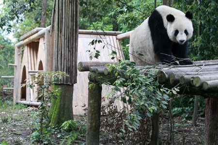 灾区熊猫饲养员:果果产宝宝比自己生小孩还高